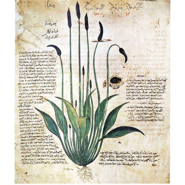 Piante Officinali