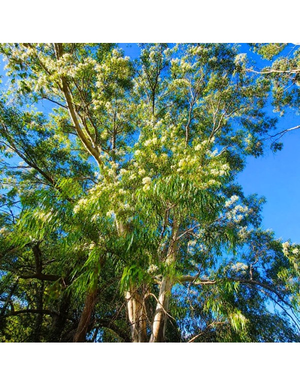 L'eucalipto: il respiro del cielo