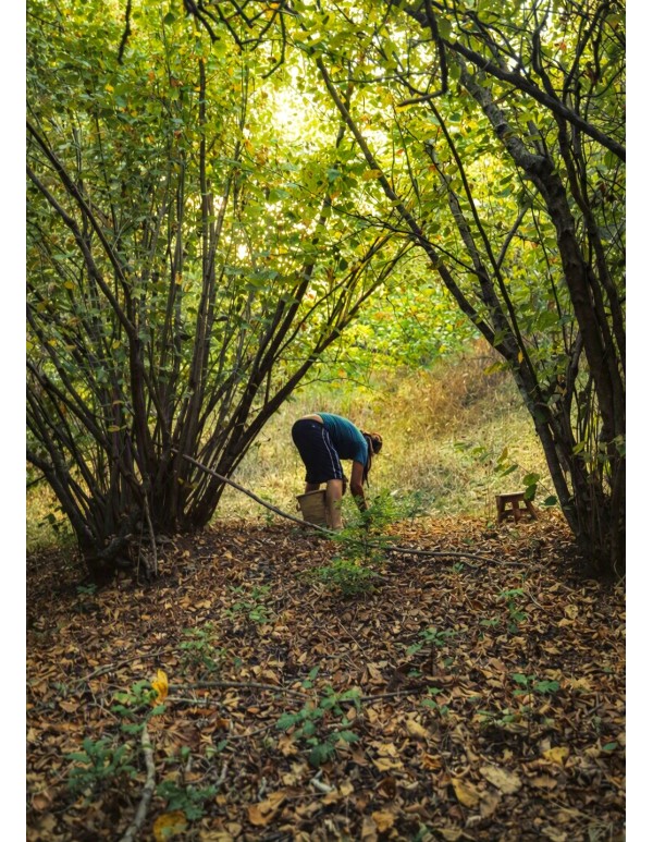 Il Nocciolo — l'Albero della Soglia